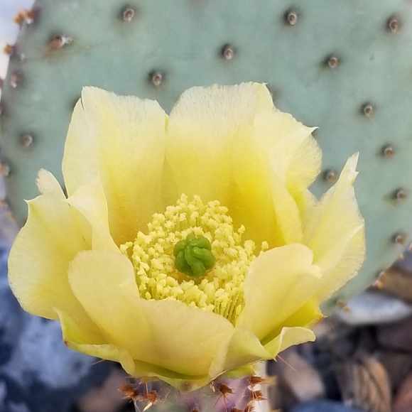 Cactus - Picture 7 of 7